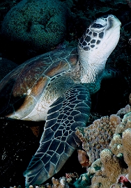 North Sulawesi-2018-DSC03676_rc- Green turtleTortue Verte - Chelonia mydas